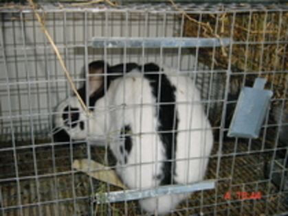 24273912_FSAZYNNGQ - EXPO GALATI-NOIEMBRIE 2010