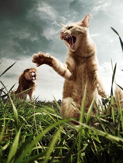 237 - Funny Photo