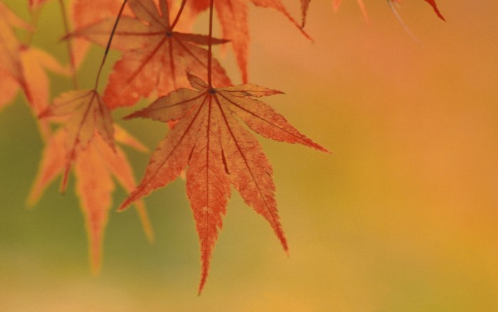 269 - Nature Wallpapers
