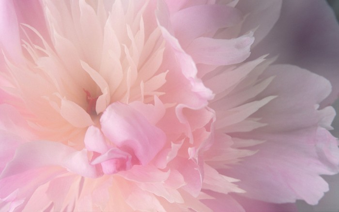 272 - Nature Wallpapers