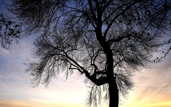161 - Nature Wallpapers