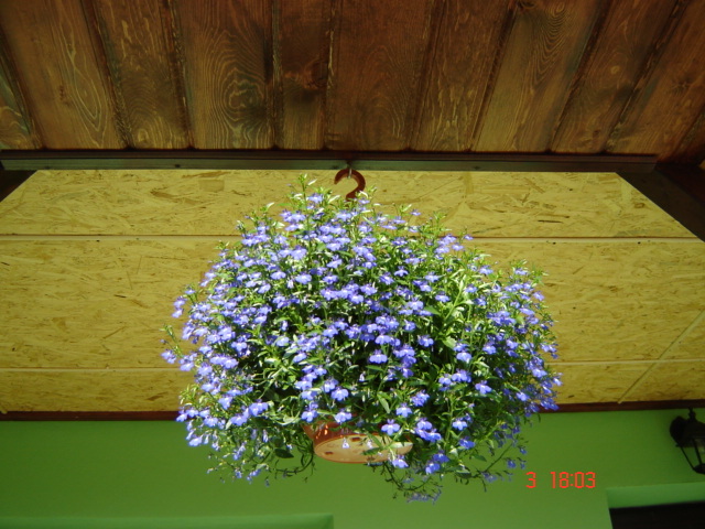 Picture 057 - florile din jurul casei