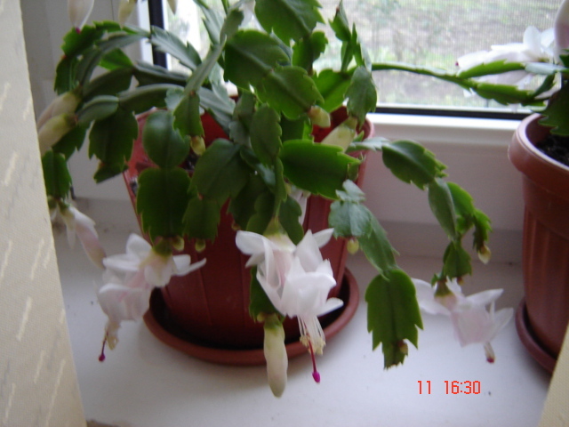 schlumbergera alba