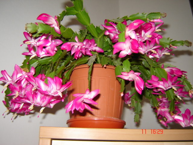 schlumbergera ticlam cu alb