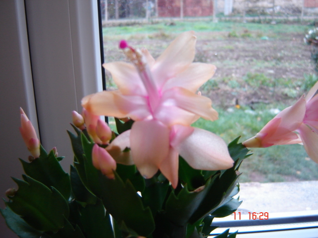 schlumbergera crem - cactus de craciun