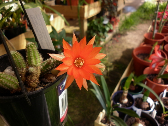  - Chamacereus Silvestrii peanut cactus