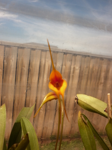 Masdevallia; 11.11.10
