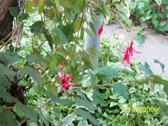 100_1722 - FLORILE MELE DE GHIVECI  1  2009 2010