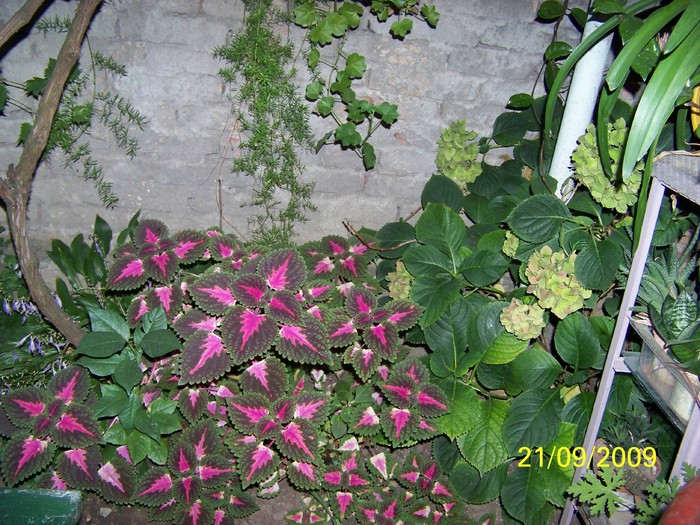 100_1757 - FLORILE MELE DE GHIVECI  1  2009 2010