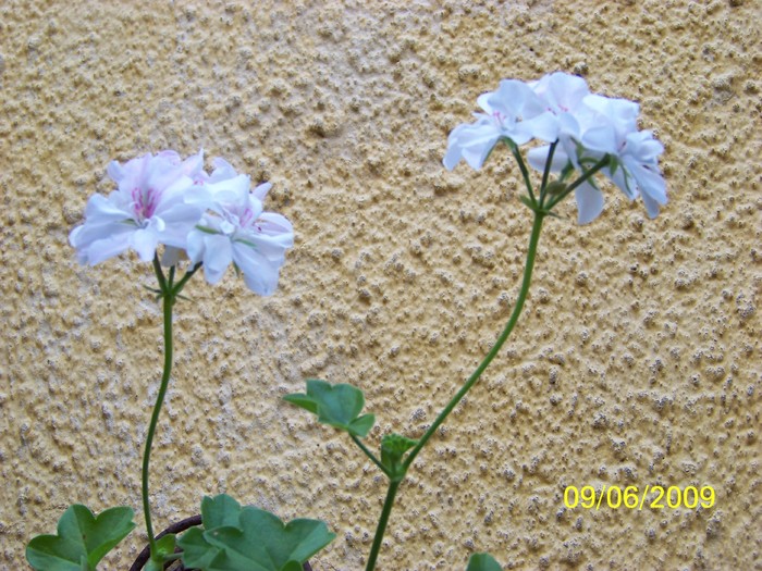 100_4155 - FLORILE MELE DE GHIVECI 2 2009 2010019