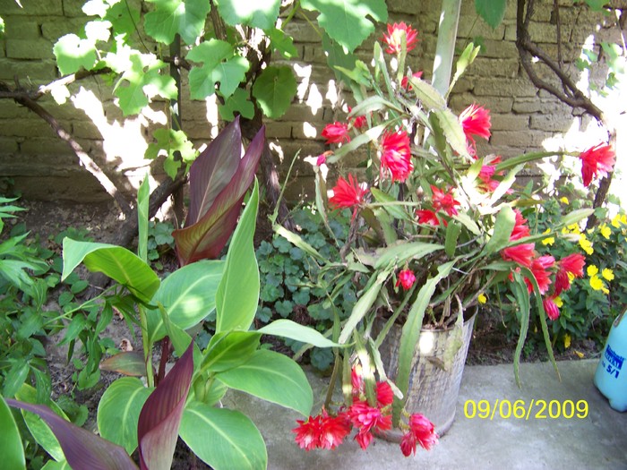 100_4164 - FLORILE MELE DE GHIVECI 2 2009 2010019