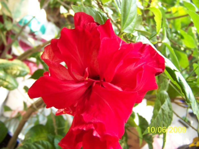 100_4229 - FLORILE MELE DE GHIVECI 2 2009 2010019