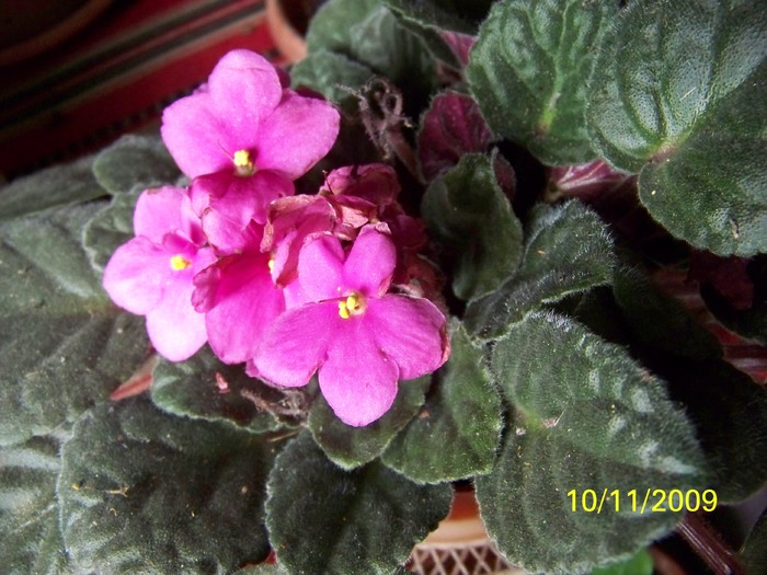 100_4244 - FLORILE MELE DE GHIVECI 2 2009 2010019