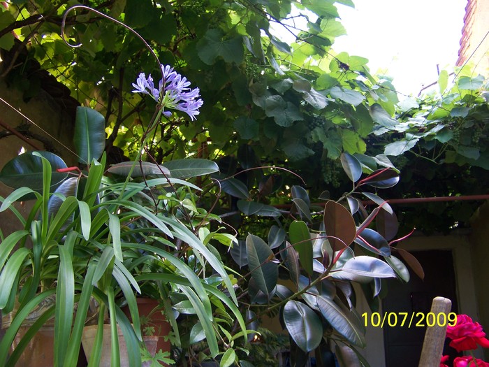 100_7424 - FLORILE MELE DE GHIVECI 3 2009 2010