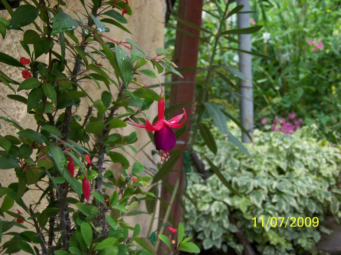 100_7473 - FLORILE MELE DE GHIVECI 3 2009 2010