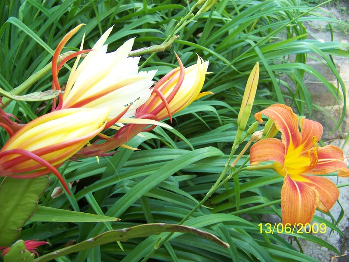 100_4634 - FLORILE MELE DE GHIVECI 2 2009 2010019