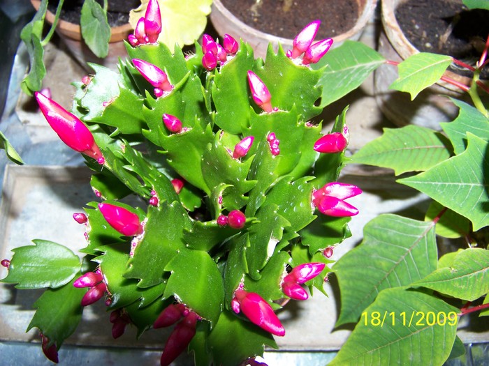 100_4639 - FLORILE MELE DE GHIVECI 2 2009 2010019