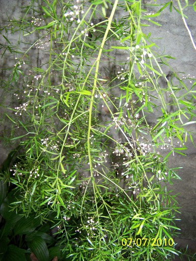 100_4817 - FLORILE MELE DE GHIVECI 2 2009 2010019