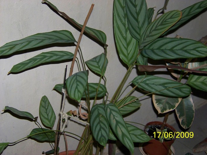 100_5189 - FLORILE MELE DE GHIVECI 2 2009 2010019