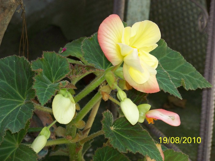 100_8993 - FLORILE MELE DE GHIVECI 3 2009 2010