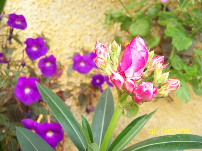 100_9318 - FLORILE MELE DE GHIVECI 3 2009 2010