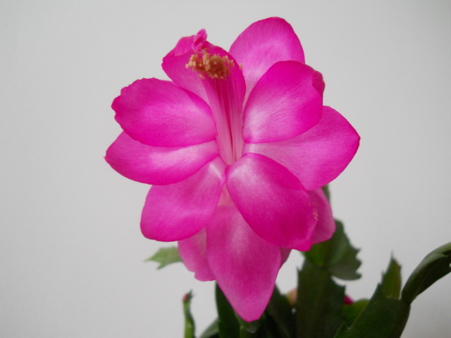 007 - schlumbergera