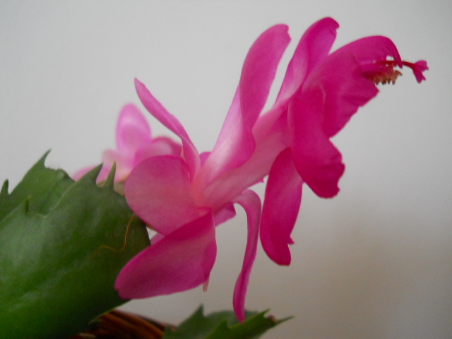 010 - schlumbergera