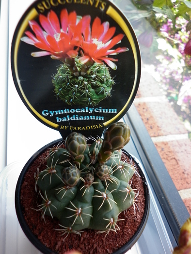  - Gymnocalycium baldianum