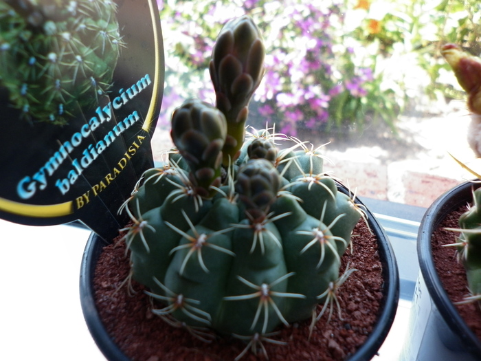  - Gymnocalycium baldianum