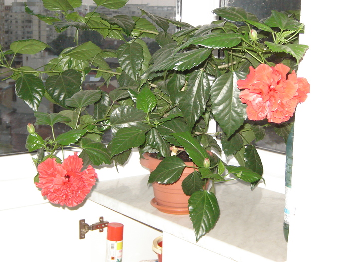 DSC03275 - flori 2010