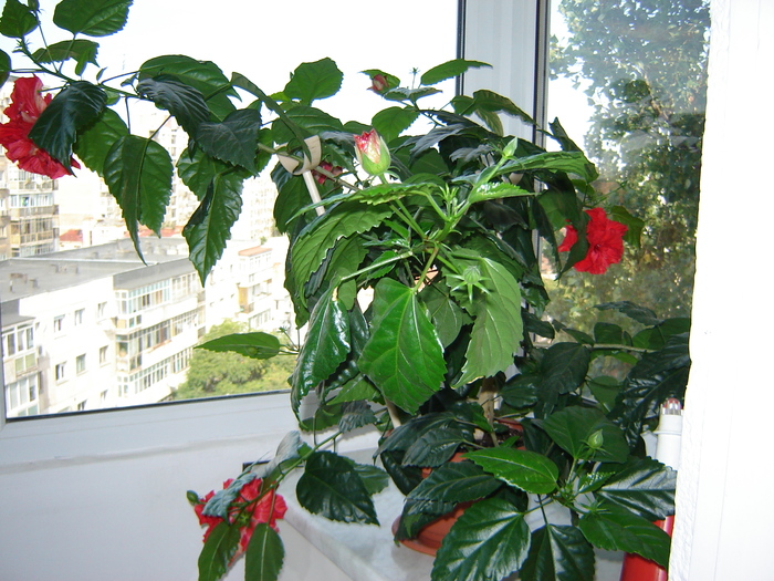 DSC03286 - flori 2010
