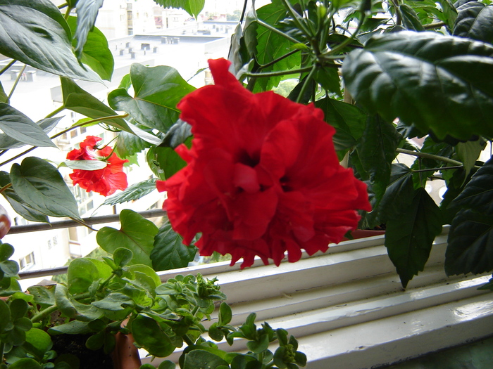 DSC03279 - flori 2010