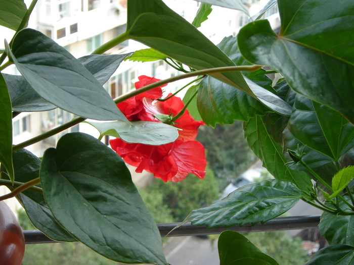 DSC03280 - flori 2010