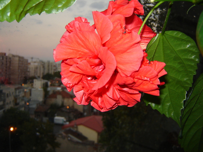 DSC03281 - flori 2010