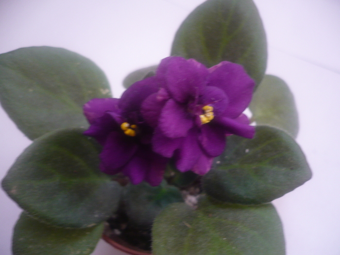  - VIOLETE 2010