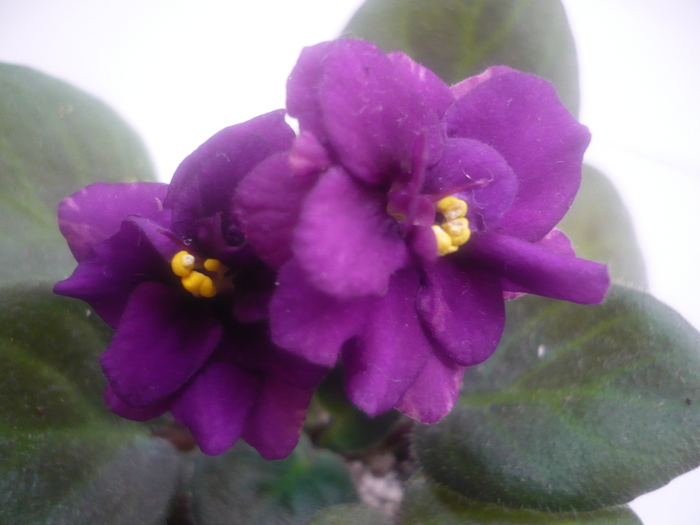  - VIOLETE 2010