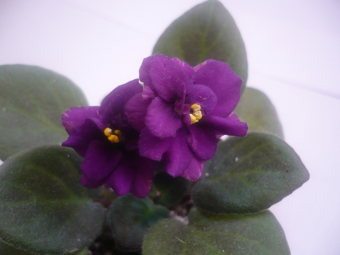  - VIOLETE 2010