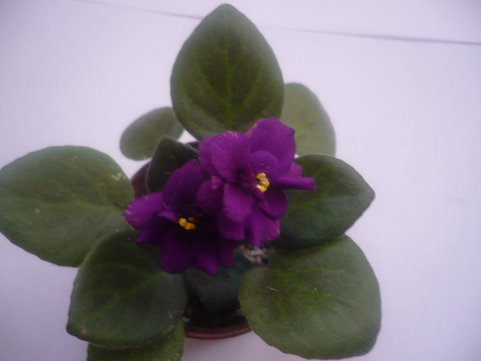 - VIOLETE 2010