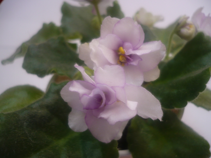  - VIOLETE 2010