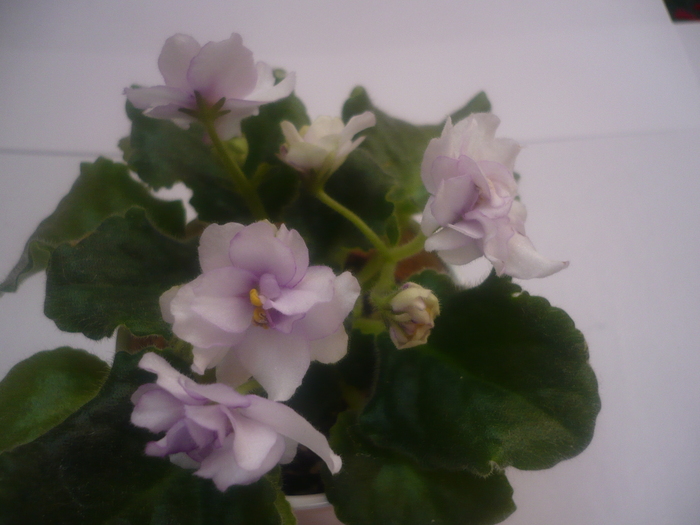 - VIOLETE 2010