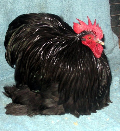 pc1 - COCHINCHINA PITIC sau PEKIN