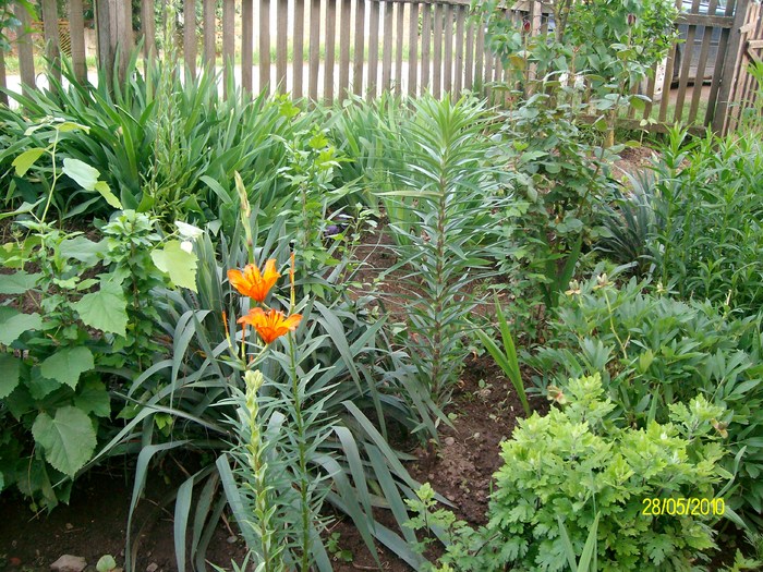 SANY8392 - flori luna mai