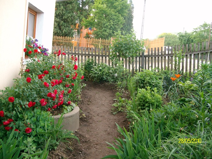 SANY8398 - flori luna mai