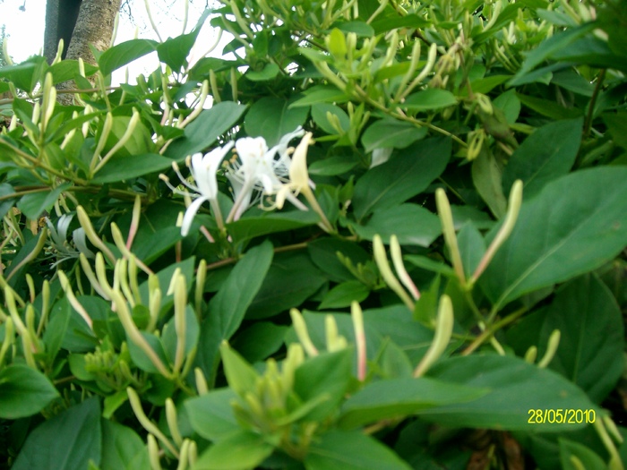 SANY8400 - flori luna mai