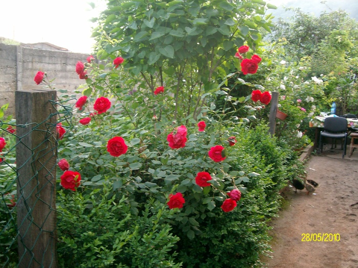 SANY8404 - flori luna mai