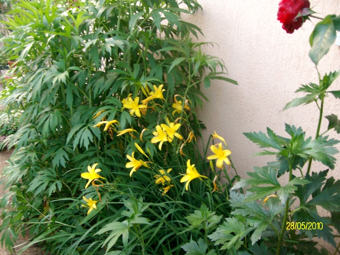 SANY8405 - flori luna mai