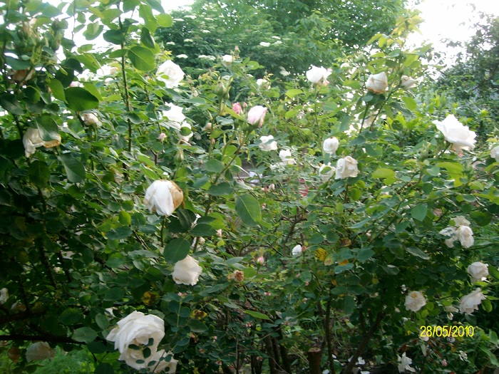 SANY8415 - flori luna mai