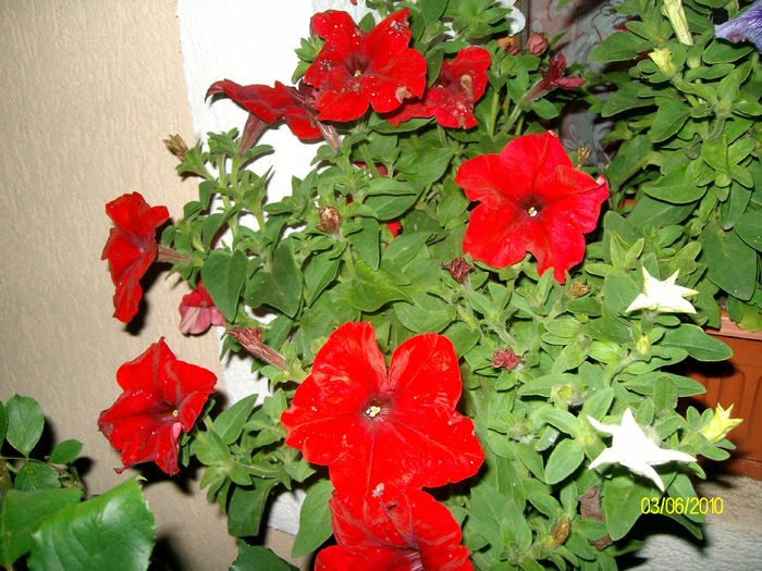 SANY8581 - flori luna mai