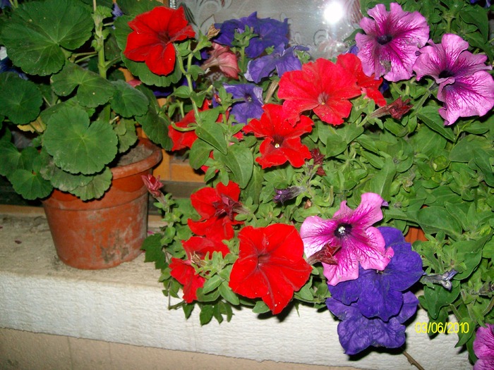 SANY8583 - flori luna mai