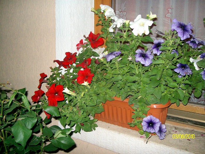 SANY8585 - flori luna mai